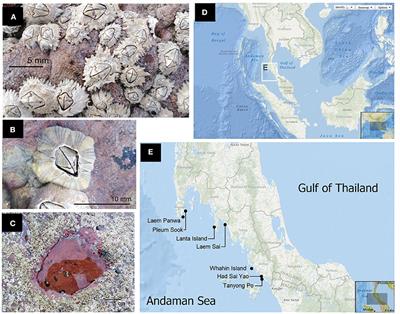 Why Are Barnacles Common on Intertidal Rocks but Rare in Rock Pools? Effect of Water Temperature, Salinity, and Continuous Submergence on Barnacle Survival in Indian Ocean Rock Pools